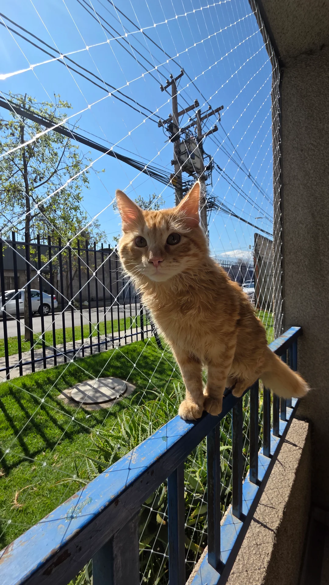 Gato naranja sentado junto a una malla en el balcón